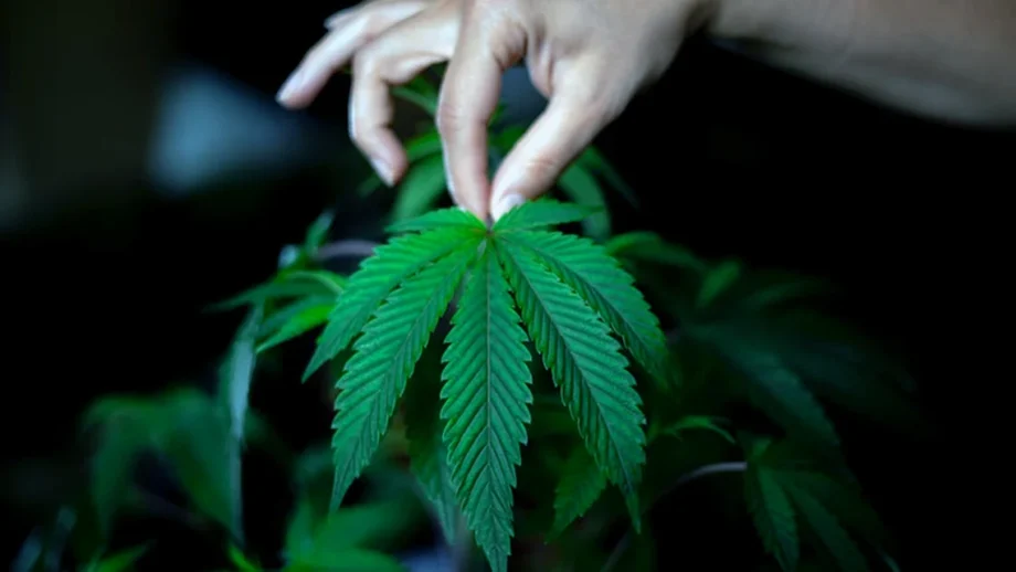 A hand holding up a cannabis leaf with a cannabis plant in the background